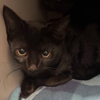 Sapling -  Domestic Short Hair Cat for Adoption in Montgomery, Alabama - Sapling | PetCurious