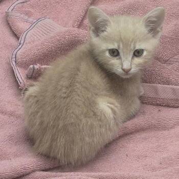 Tanner -  Domestic Short Hair Cat for Adoption in Wickenburg, Arizona - Tanner | PetCurious