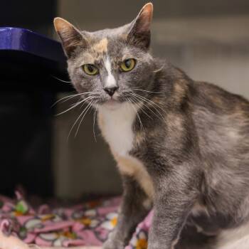 Pez -  Domestic Short Hair Cat for Adoption in Los Angeles, California - Pez | PetCurious