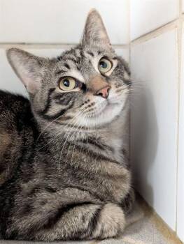 Domestic Short Hair Cats Available for Adoption in Canfield, Ohio - HENRY | PetCurious