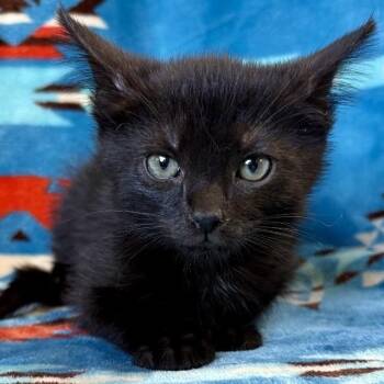 Chippewa -  Domestic Short Hair Cat for Adoption in Mt. Juliet, Tennessee - Chippewa | PetCurious