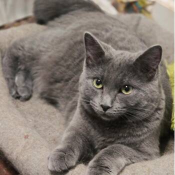 Mary Jo Tarkitty (bobtail) -  Domestic Short Hair Cat for Adoption in Merrifield, Virginia - Mary Jo Tarkitty (bobtail) | PetCurious