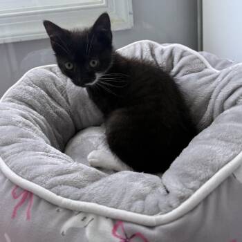 Tiny -  Domestic Short Hair Cat for Adoption in Ridgely, Maryland - Tiny | PetCurious