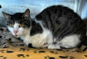 Rescue Domestic Short Hair Cats for Adoption in Columbia, Tennessee - Banshee | PetCurious