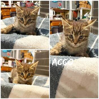 Domestic Short Hair Cats Available for Adoption in Saint James, Missouri - Acco | PetCurious