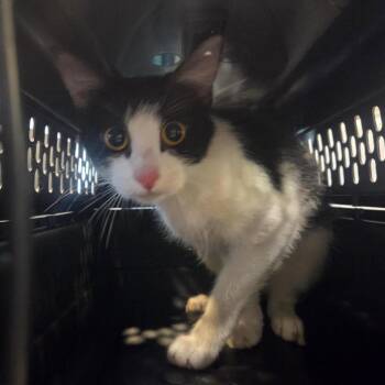 Sally -  Domestic Short Hair Cat for Adoption in Brentwood, Missouri - Sally | PetCurious