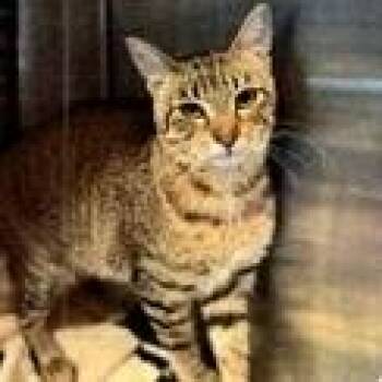 Domestic Short Hair Cats Available for Adoption - Sissy | PetCurious