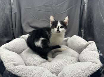 DOUG -  Domestic Short Hair Cat Available for Adoption in Grovetown, Georgia - DOUG | PetCurious