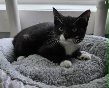Andre -  Domestic Short Hair Cat for Adoption in Woodsfield, Ohio - Andre | PetCurious