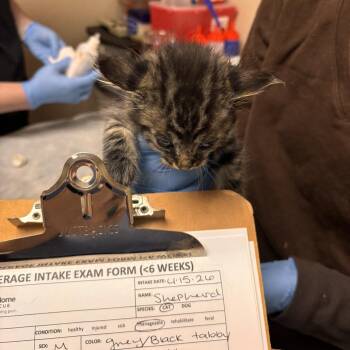 Domestic Medium Hair Cats Available for Adoption in Tempe, Arizona - Shepherd | PetCurious