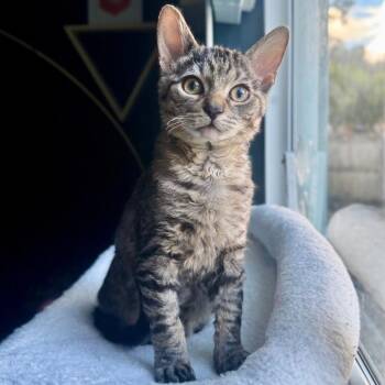 Loak -  Domestic Short Hair Cat for Adoption in Buffalo, New York - Loak | PetCurious