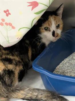 Chemise -  Domestic Short Hair Cat for Adoption in Montreal, Quebec - Chemise | PetCurious
