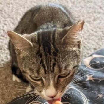 Junior -  Domestic Short Hair Cat Available for Adoption - Junior | PetCurious