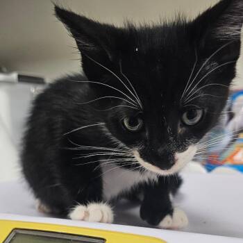 William -  Domestic Short Hair Cat for Adoption in Donalsonville, Georgia - William | PetCurious