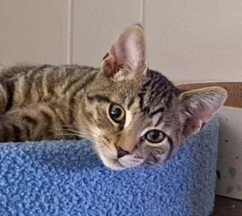 Keanu -  Domestic Short Hair and Tabby Cat for Adoption in Lenhartsville, Pennsylvania - Keanu | PetCurious