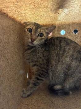 CHESTNUT 4 -  Domestic Short Hair Cat for Adoption in Rancho Cucamonga, California - CHESTNUT 4 | PetCurious