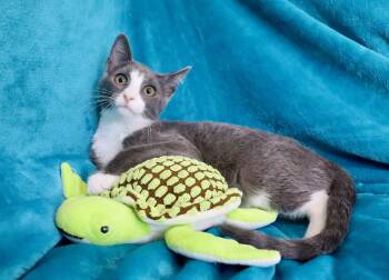 Polar -  Tuxedo Cat for Adoption in St. Augustine, Florida - Polar | PetCurious