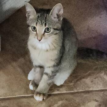 Rescue Domestic Short Hair Cats for Adoption in San Tan Valley, Arizona - Andie | PetCurious