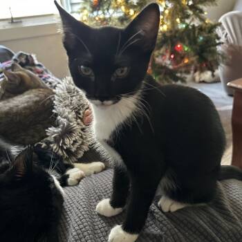 Rescue Domestic Short Hair Cats for Adoption in Bismarck, North Dakota - Eden | PetCurious
