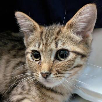Bar-S -  Domestic Short Hair Cat for Adoption in West Olive, Michigan - Bar-S | PetCurious