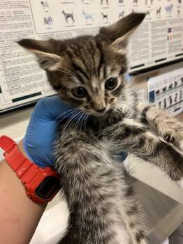CAYENNE -  Domestic Short Hair Cat for Adoption in Long Beach, California - CAYENNE | PetCurious