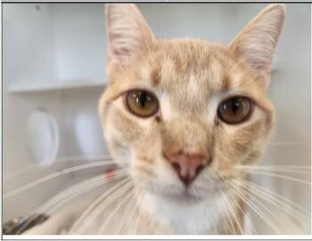 Russ -  Domestic Short Hair Cat Available for Adoption in Greenfield, Indiana - Russ | PetCurious