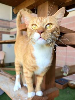 Rescue Domestic Short Hair Cats for Adoption in York, South Carolina - WALDO | PetCurious