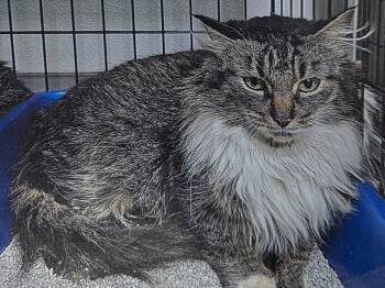 Rescue Domestic Long Hair Cats for Adoption in Fort Madison, Iowa - Oats | PetCurious