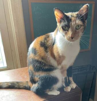 Rescue Domestic Short Hair Cats for Adoption in Mount Laurel Township, New Jersey - Aira Mirage | PetCurious
