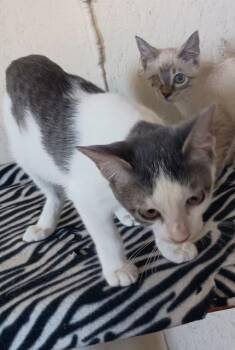 Rescue Domestic Short Hair Cats for Adoption in Centerton, Arkansas - Pigeon | PetCurious