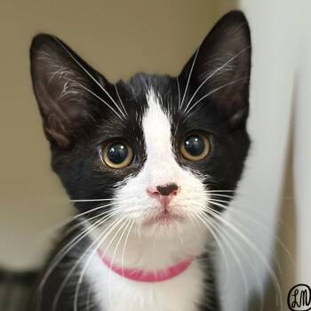 Bee -  Domestic Short Hair Cat for Adoption in Victor, New York - Bee | PetCurious