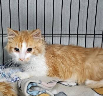 Domestic Long Hair Cats Available for Adoption - Fireball | PetCurious