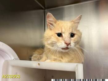 Domestic Medium Hair Cats Available for Adoption in West Palm Beach, Florida - OLIVER | PetCurious