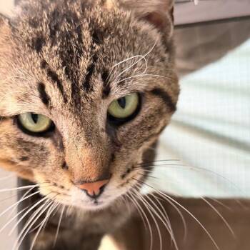 Steve Tyler -  Domestic Short Hair Cat for Adoption in Long Beach, California - Steve Tyler | PetCurious