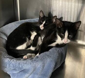 Tippy -  Domestic Short Hair Cat for Adoption in Venice, Florida - Tippy | PetCurious