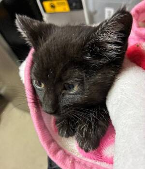Kings Island -  Domestic Short Hair Cat for Adoption in Cincinnati, Ohio - Kings Island | PetCurious