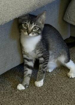 Mary -  Domestic Short Hair Cat for Adoption in Homer Glen, Illinois - Mary | PetCurious