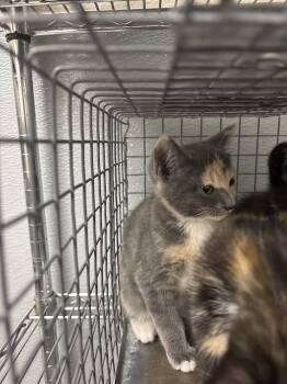 Domestic Short Hair Cats Available for Adoption - SOLE | PetCurious