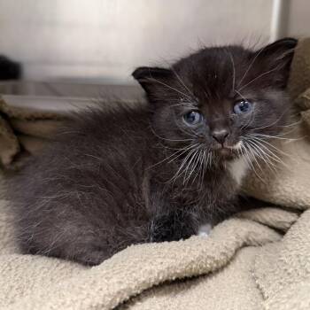 Hex -  Domestic Short Hair Cat for Adoption in Cody, Wyoming - Hex | PetCurious