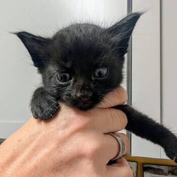 Tourmaline -  Domestic Short Hair Cat for Adoption in Huntsville, Arkansas - Tourmaline | PetCurious
