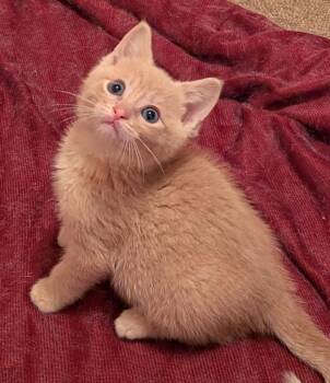 Rescue Domestic Short Hair Cats for Adoption in Tomah, Wisconsin - Candy Corn | PetCurious