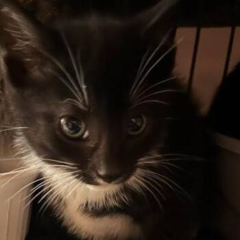 Parsley -  Domestic Short Hair Cat Available for Adoption in Oceanside, New York - Parsley | PetCurious