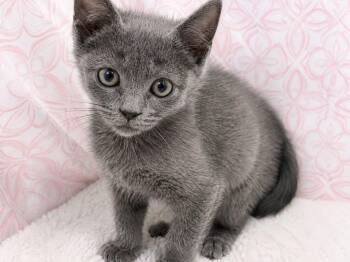 Denise -  Russian Blue and Domestic Short Hair Cat for Adoption in Columbia, South Carolina - Denise | PetCurious