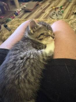 Koa -  Domestic Short Hair Cat for Adoption - Koa | PetCurious