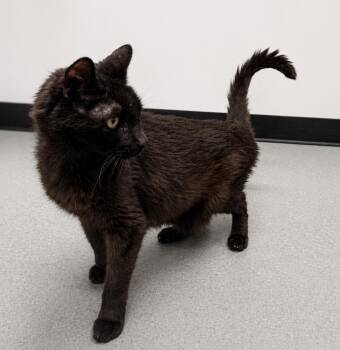 Domestic Short Hair Cats Available for Adoption in East Greenwich Township, New Jersey - Dorian | PetCurious