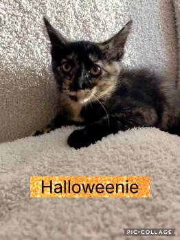 Rescue Domestic Short Hair Cats for Adoption in Blue Springs, Missouri - Halloweenie | PetCurious