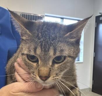 Rescue Domestic Short Hair Cats for Adoption in Houston, Texas - Tookie | PetCurious