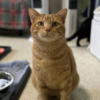 Big Mike -  Domestic Short Hair Cat for Adoption in Mt. Juliet, Tennessee - Big Mike | PetCurious