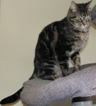 Rescue Domestic Short Hair Cats for Adoption in Huron, South Dakota - Roxy | PetCurious