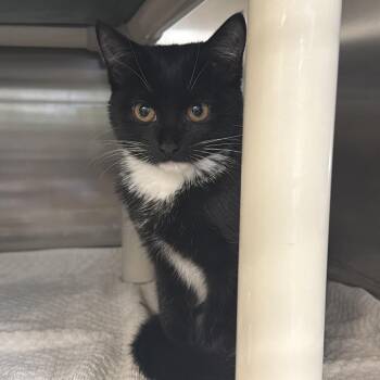 Amira -  Domestic Short Hair Cat for Adoption in Indianapolis, Indiana - Amira | PetCurious